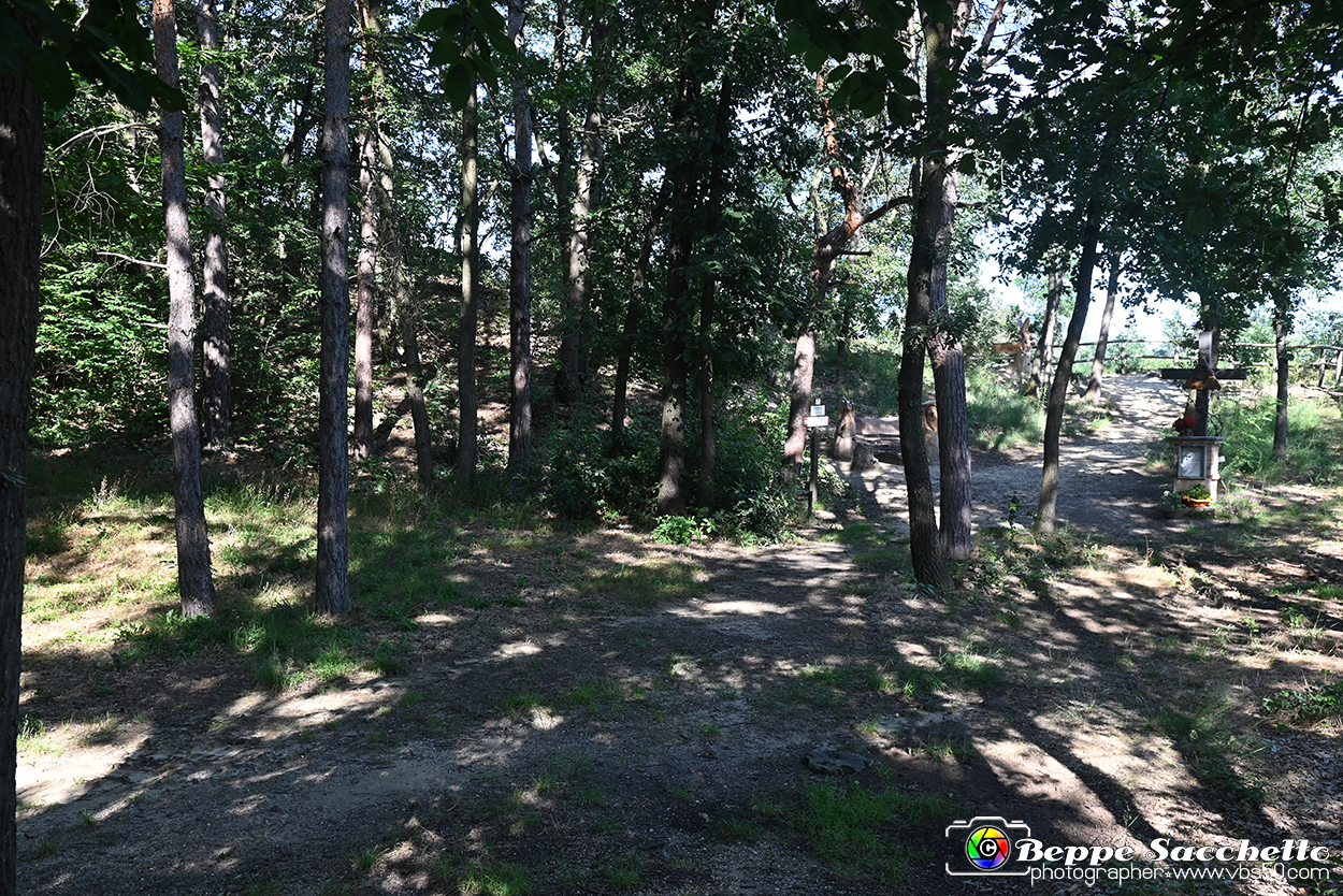 VBS_4751 - Il bosco fatato - Montaldo Roero.jpg